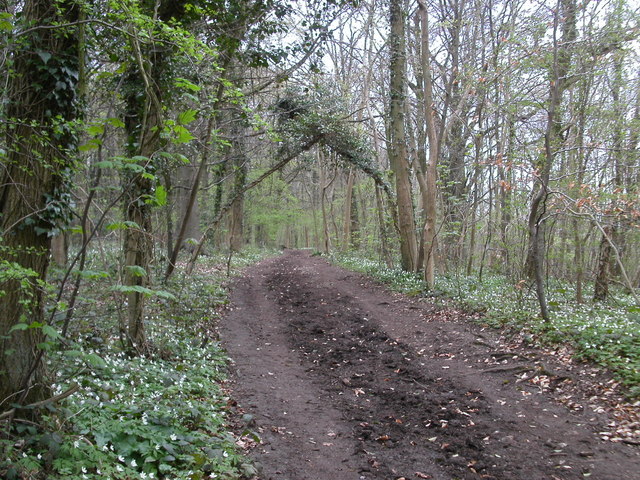 Cotswold Way path in Standish woods