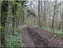 SO8207 : Cotswold Way path in Standish woods by Vincent Jones