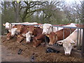 NS7178 : Feeding Time at Allanfauld Farm by Chris Upson