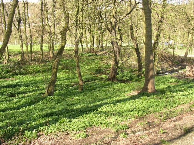 Wooded valley in Shibden Park, Southowram, Halifax