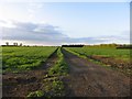 Track on High Barns Farm