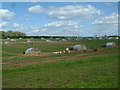 Pig Farm, west of Damerham