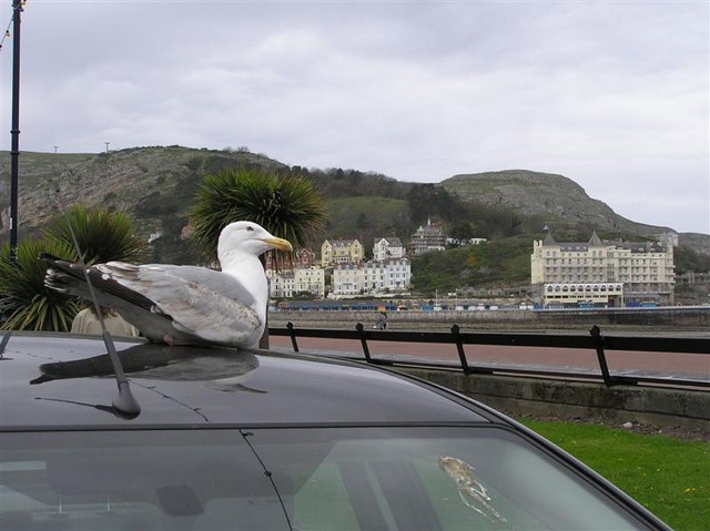 Gull on car, Llandudno