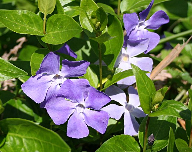 Periwinkle © Tony Atkin cc-by-sa/2.0 :: Geograph Britain and Ireland