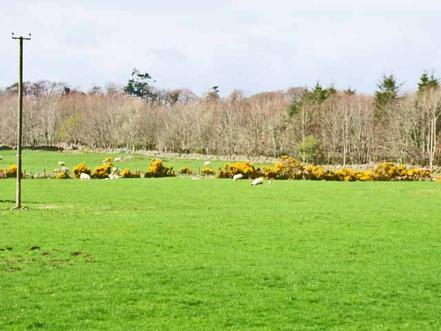 Field near Benfield