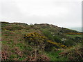 Hardown Hill, Morcombelake