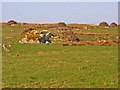 NX2454 : Field at Machermore, near Glenluce by Oliver Dixon