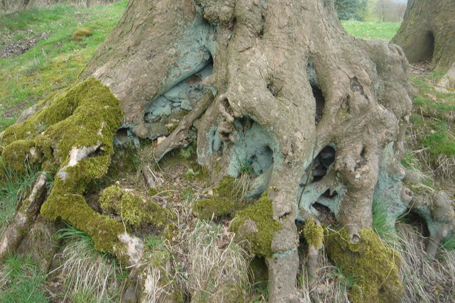Lichen and moss on tree roots