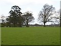 Pasture on Stede Hill