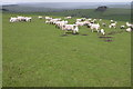 SO1386 : Sheep and Lambs beside the Kerry Ridgeway by Philip Halling