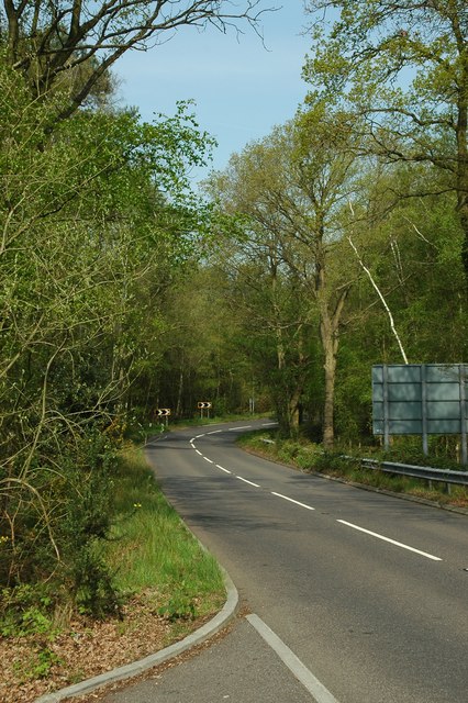 Road through woods