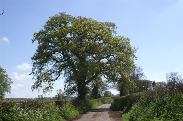 Country Lane on the Mendips