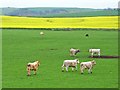 Bullocks and oilseed rape