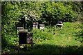 Apiary