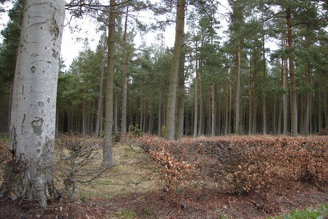Wooded area near Hillockhead