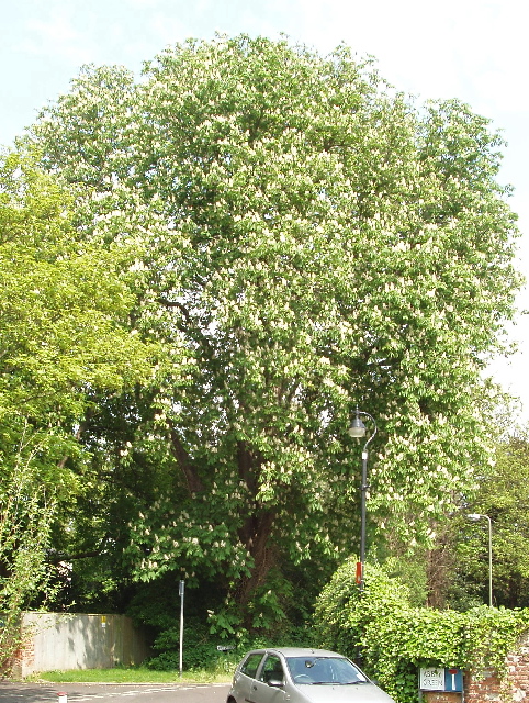 Horse chestnut tree in flower, Abbey Green, Chertsey