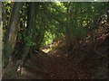 Path up to Warren Lane, Reston Hanger, Oakshott