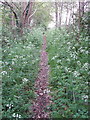 Footpath with cow parsley, Lyne