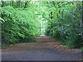 Footpath through beeches, Windlesham