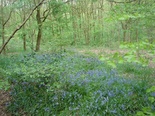 Bluebells in Dog Kennel Wood