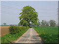 Lane to Espersykes Farm