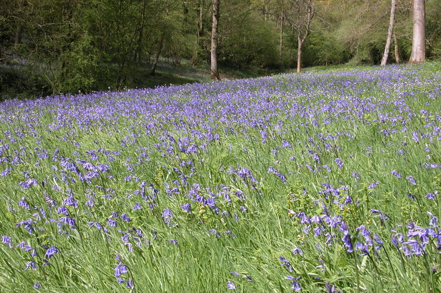 Bluebells in Yatton Wood