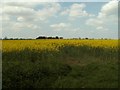 Rape field, near Cornish Hall End, Essex