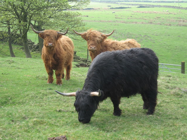 Highland Cattle