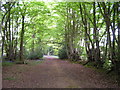 TQ7814 : Footpath through the Woods by N Chadwick