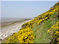 Gorse on the Cliffs at Caldy