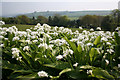 Chipstable: wild garlic