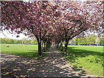 NT2572 : Cherry Trees, Coronation Walk by Lisa Jarvis