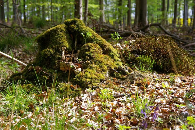 Mossy Stump in Black Wood