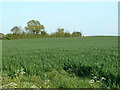 Bishopstone fields