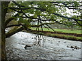 Afon Lliw, near Llanuwchllyn