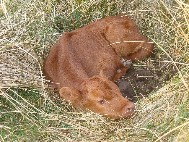 A new-born calf
