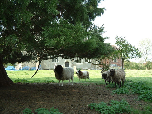 Surly sheep, Slapton churchyard