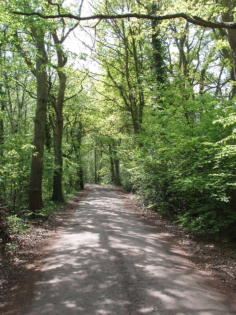 Oak trees, Horsell Common © David Hawgood :: Geograph Britain and Ireland