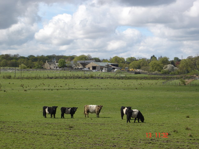 Balmuir Farm with Pedigree Belted Galloway herd in foreground