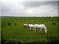 Horses and other animals, Sparsholt College