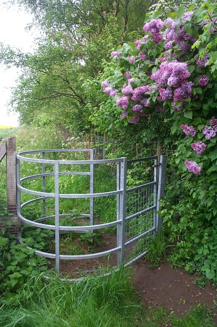 Gate and lilac tree