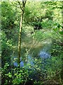 Pool in Putt Wood