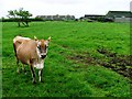 Low Moor Farm