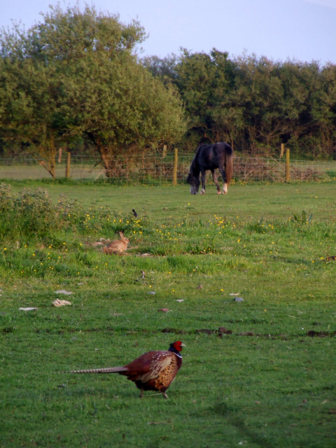 A Pheasant a Rabbit and a Horse in a field
