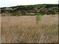 NZ7511 : Isolated Tree in Bog, Hardale Slack by Mick Garratt