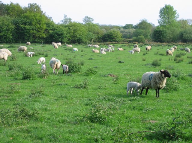 Grazing sheep, Surlingham
