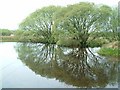 Reflection in pond