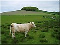 Cattle near Skirling Mill