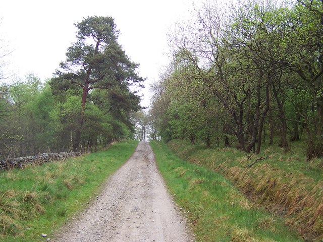 Dacre Lane in Wenningber Plantation
