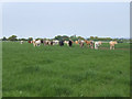 Cattle at White House Farm.